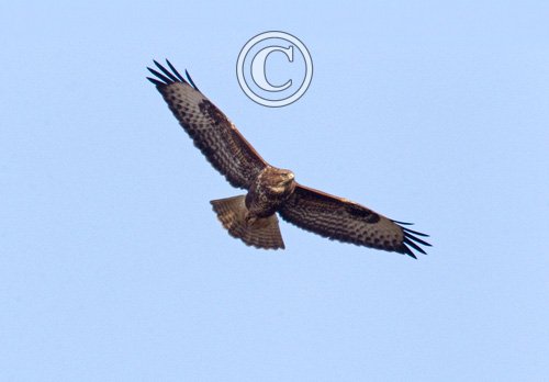 Buzzard in flight 3 DM0060